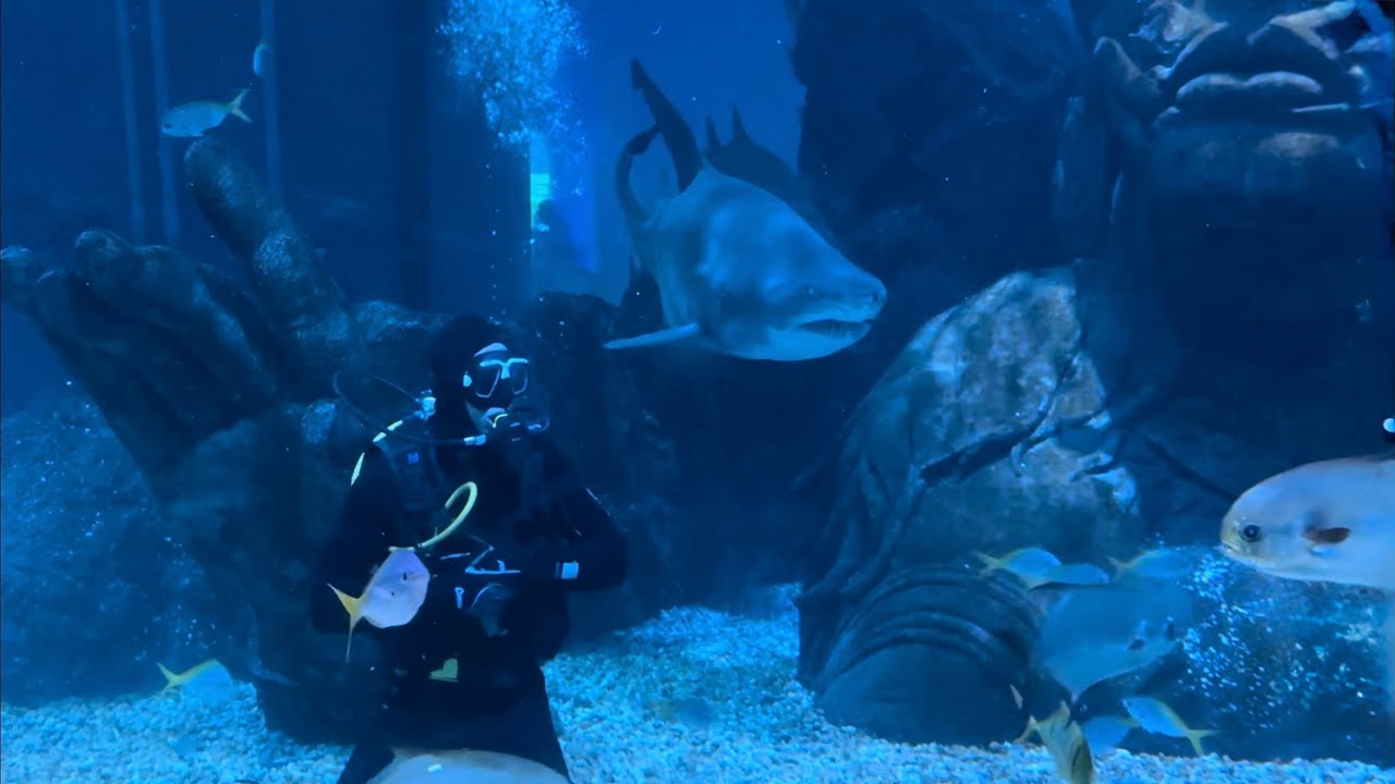 Poster thumbnail for Oyotta video 26nU4CJ9aBA — Shark Dive. SHA-256 74cc6f0ceaa9.